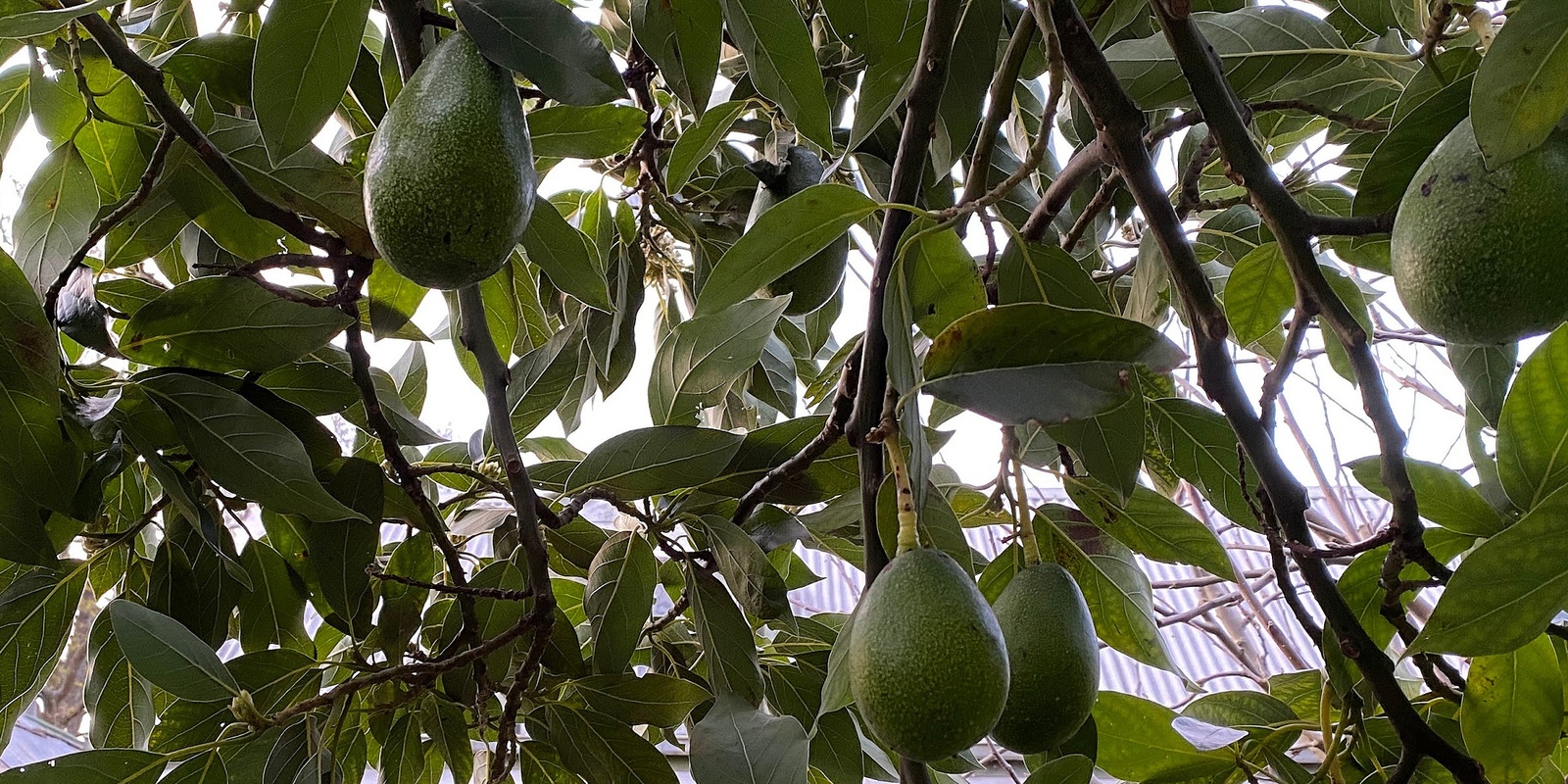 Banner image for Avocado workshop - Graft and grow