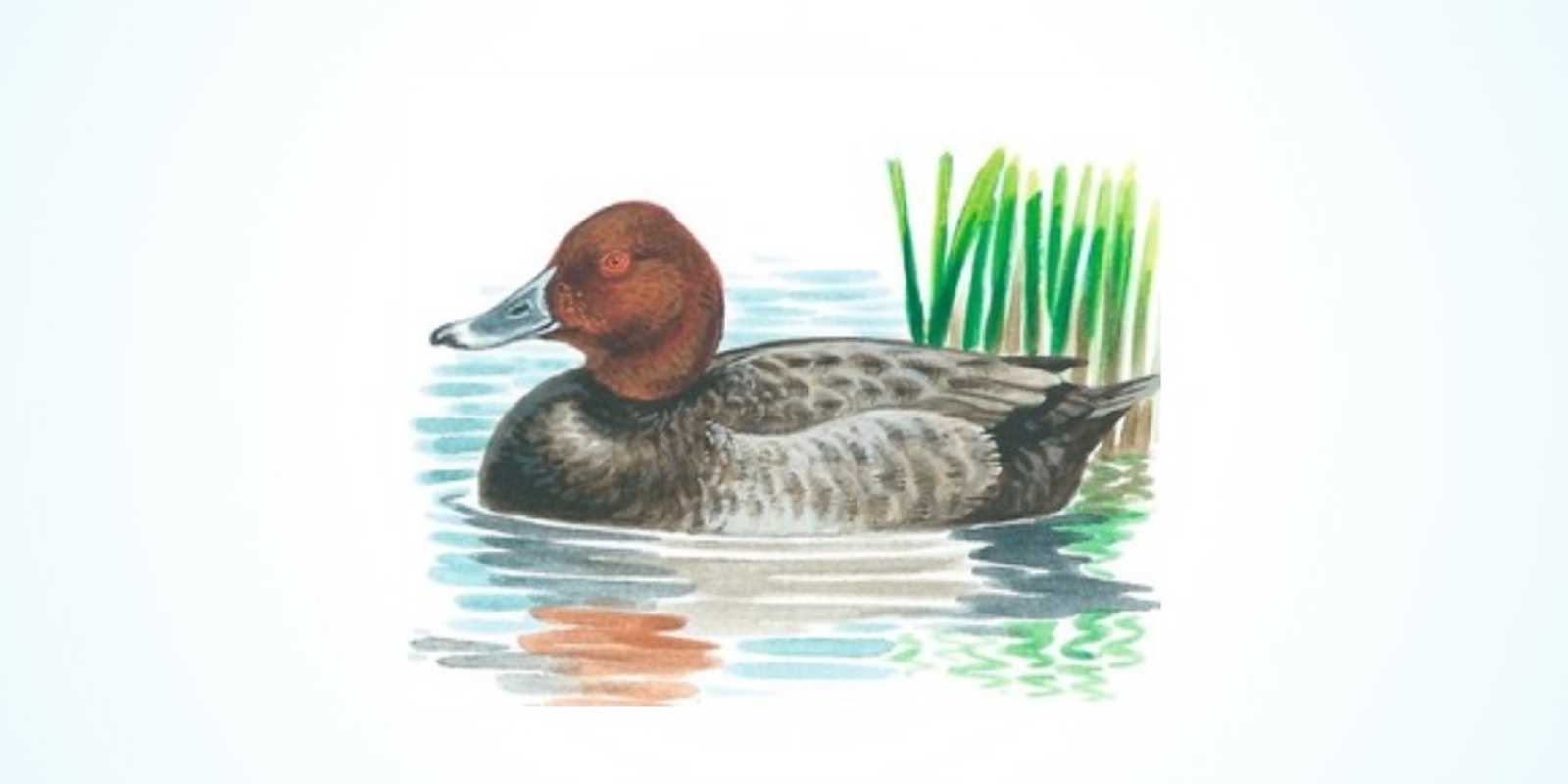 Banner image for Wetland Birds in Watercolour