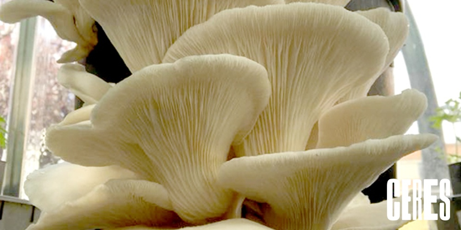 Banner image for DIY Mushrooms