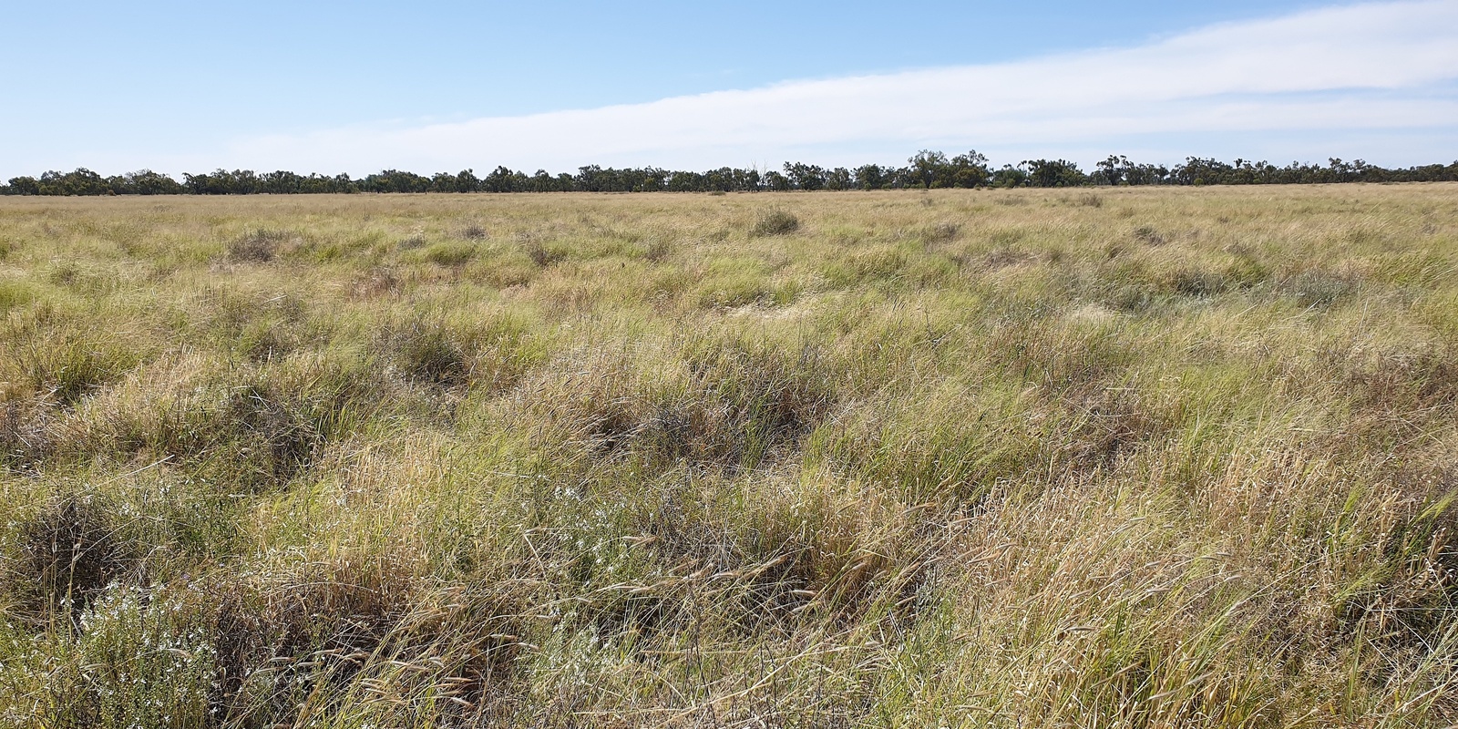 Banner image for Gurrawarra Field Day