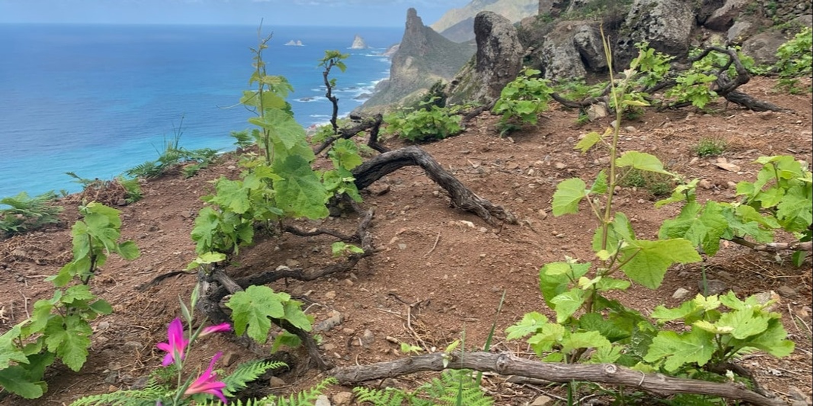 Banner image for Geography & Wine: The Canary Islands