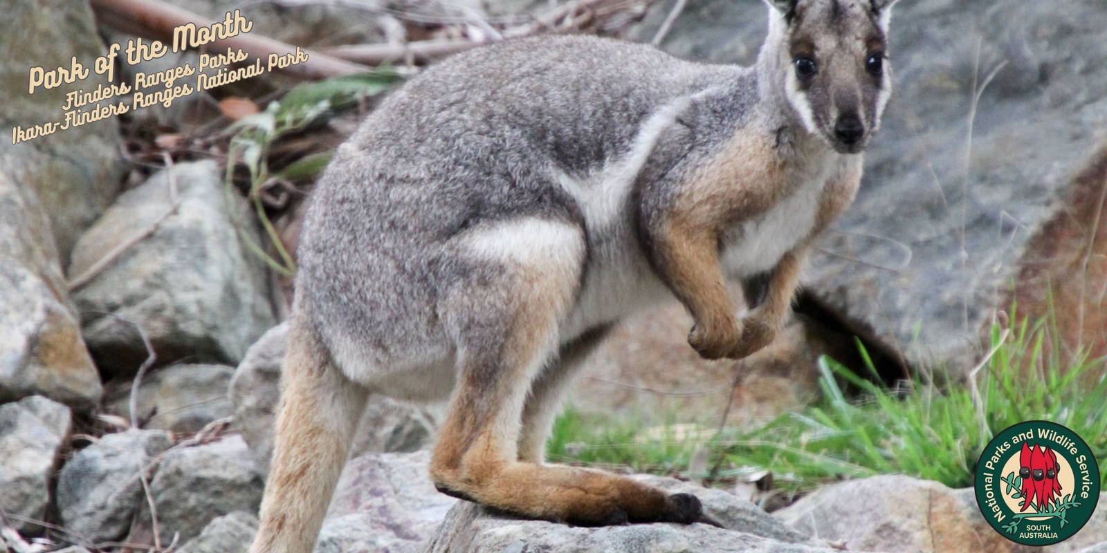 Banner image for Bounceback: Ranger-guided twilight wildlife walk