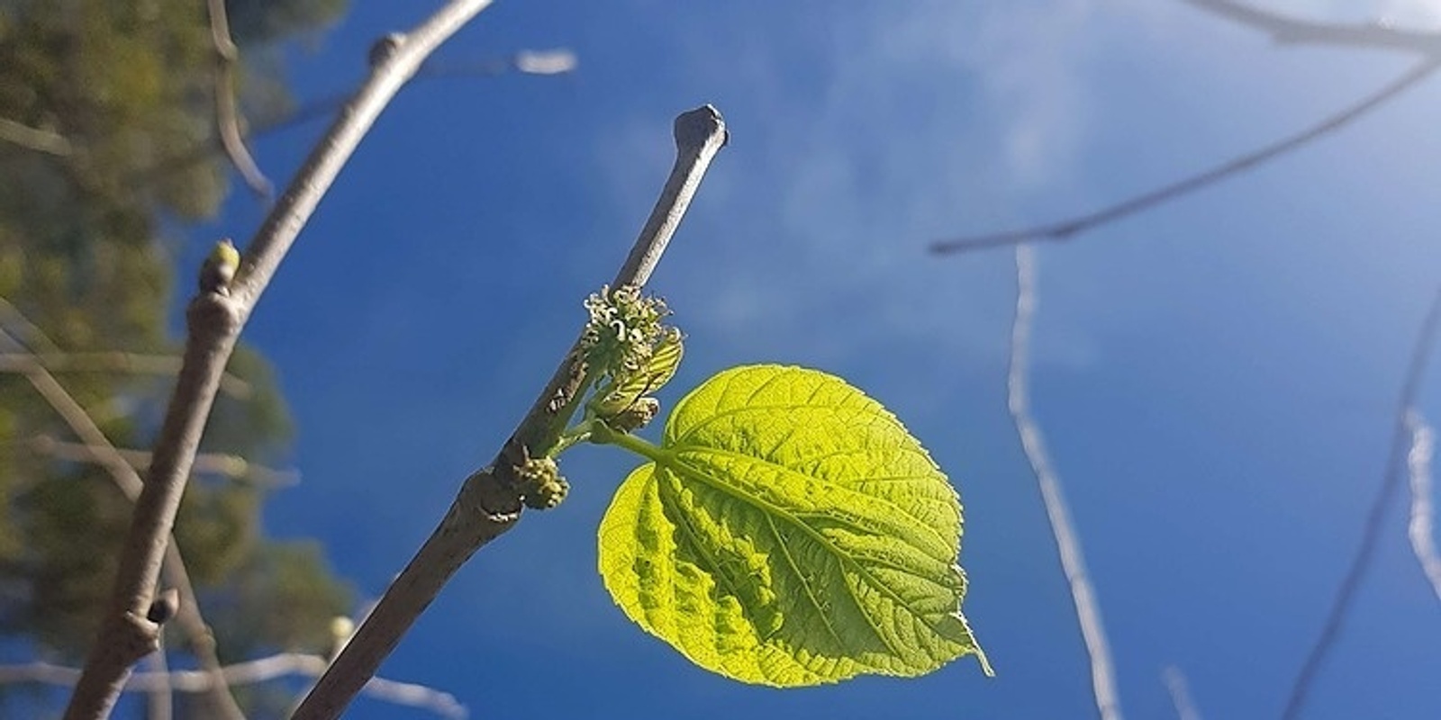 Banner image for Guided Nature Therapy Walk