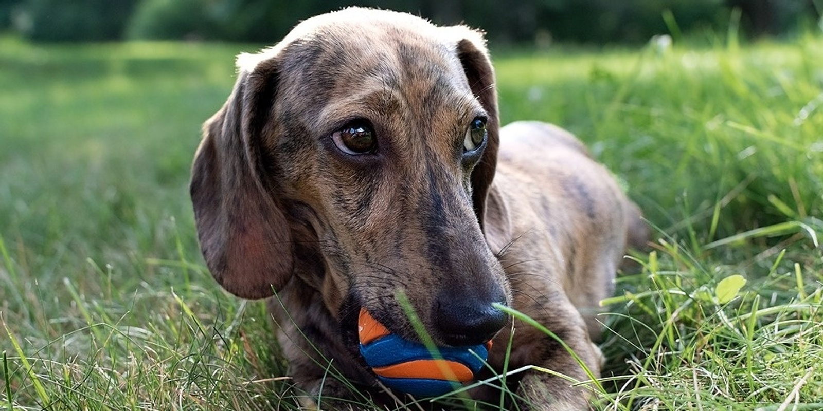 Banner image for January Puppy Socialization Class in Jamaica Plain