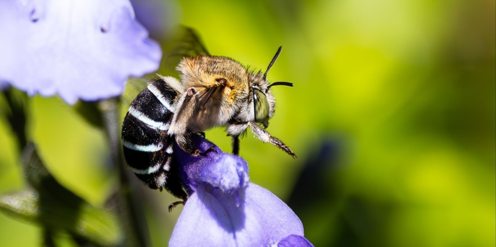 Banner image for Learn about Native Bees