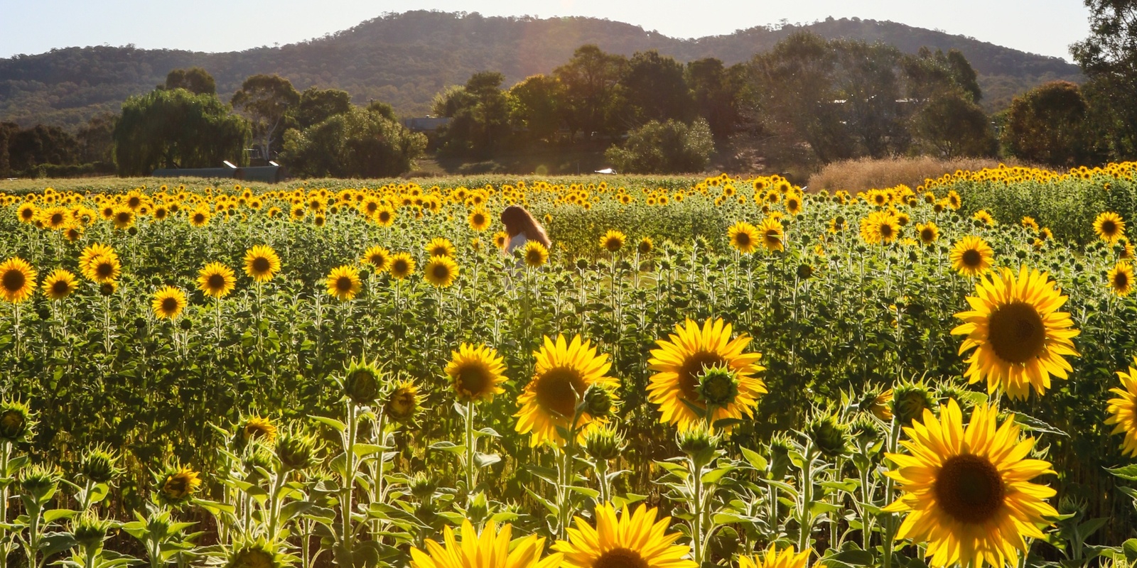 Banner image for Majura Valley Sunflower Maze 