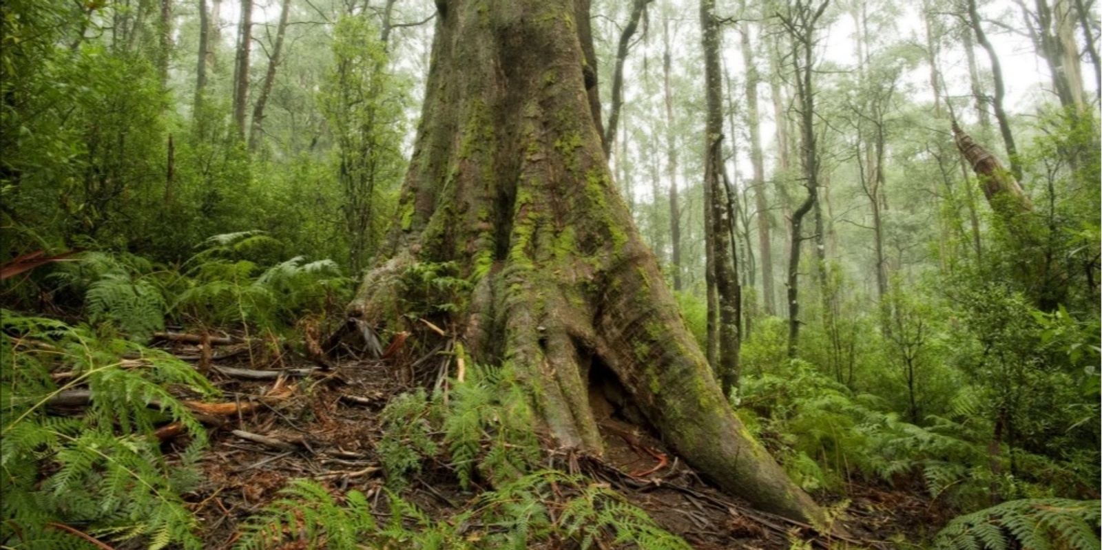 Banner image for Towards sustainable forests: A Bayside Climate Crisis Action Group event