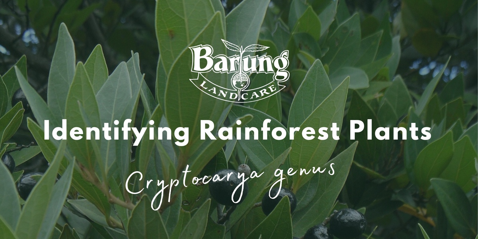 Banner image for Identifying Rainforest Plants of the Blackall Range: Cryptocarya genus in the family Lauraceae