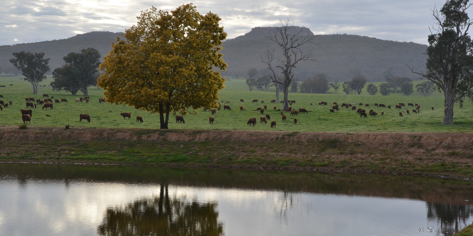 Banner image for Picnic for Nature at Eurimbla