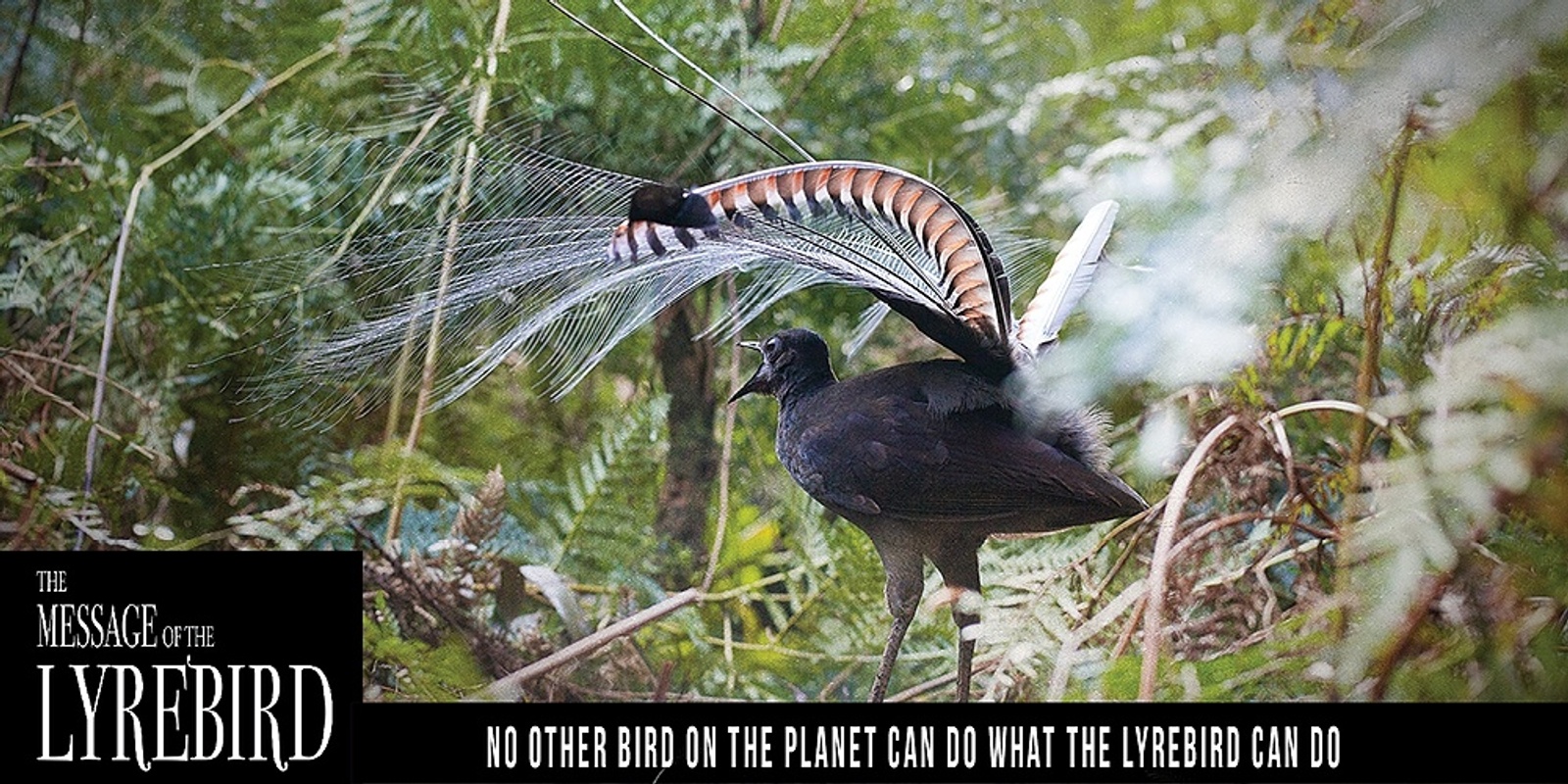Banner image for Film screening - The Message of the Lyrebird, Melbourne