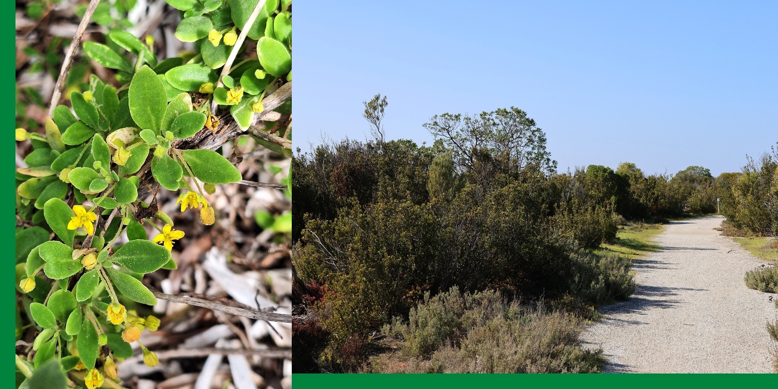 Banner image for Coastal Wetlands: Celebrating Kaurna Culture & Place