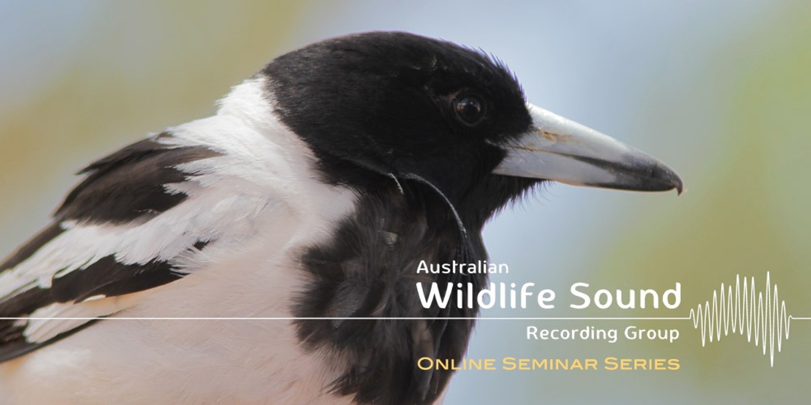 Banner image for 'A Taste for the Beautiful' - Pied Butcherbird song with Hollis Taylor