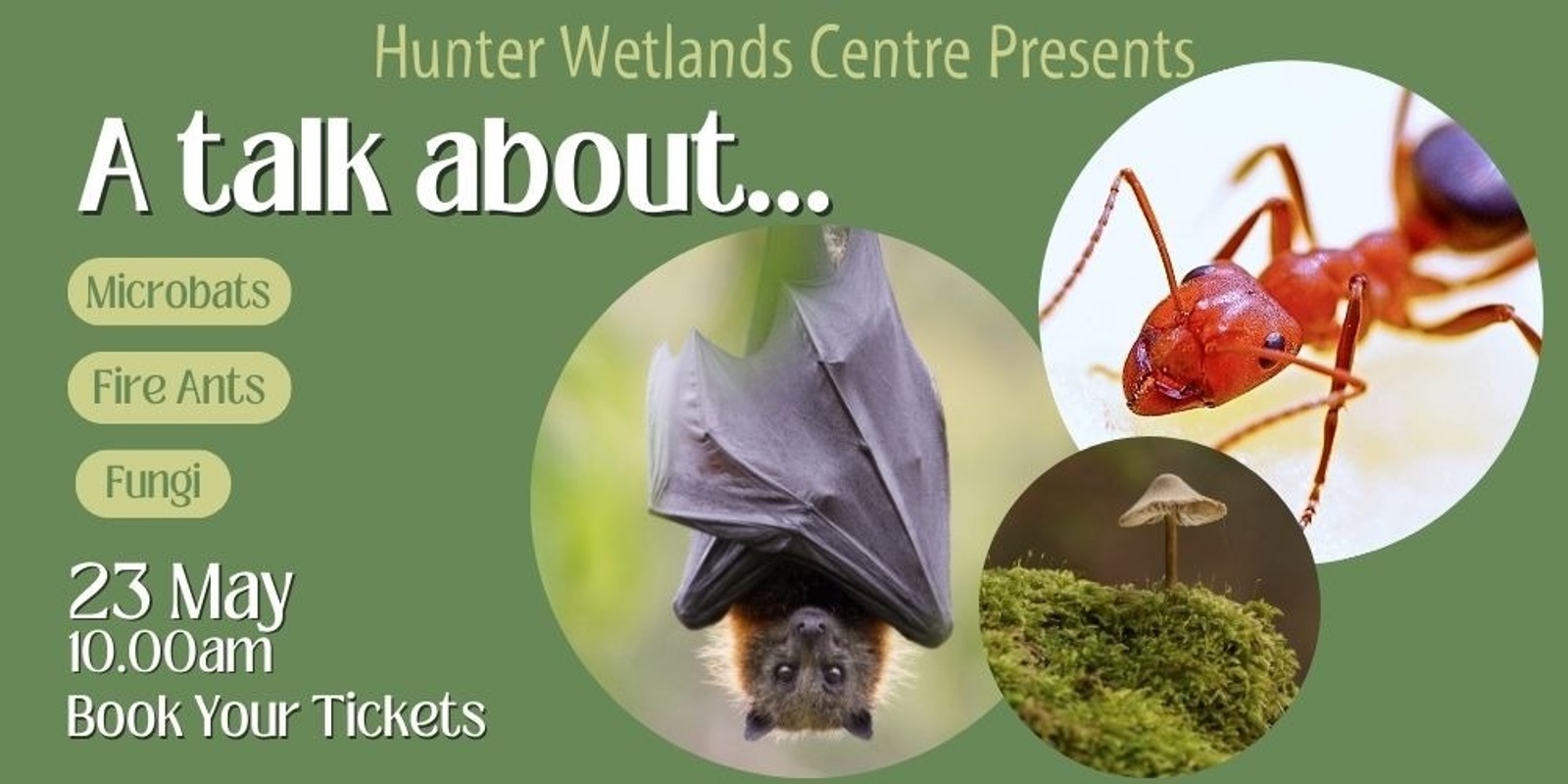 Banner image for A Talk About Microbats, Fire Ants & Fungi