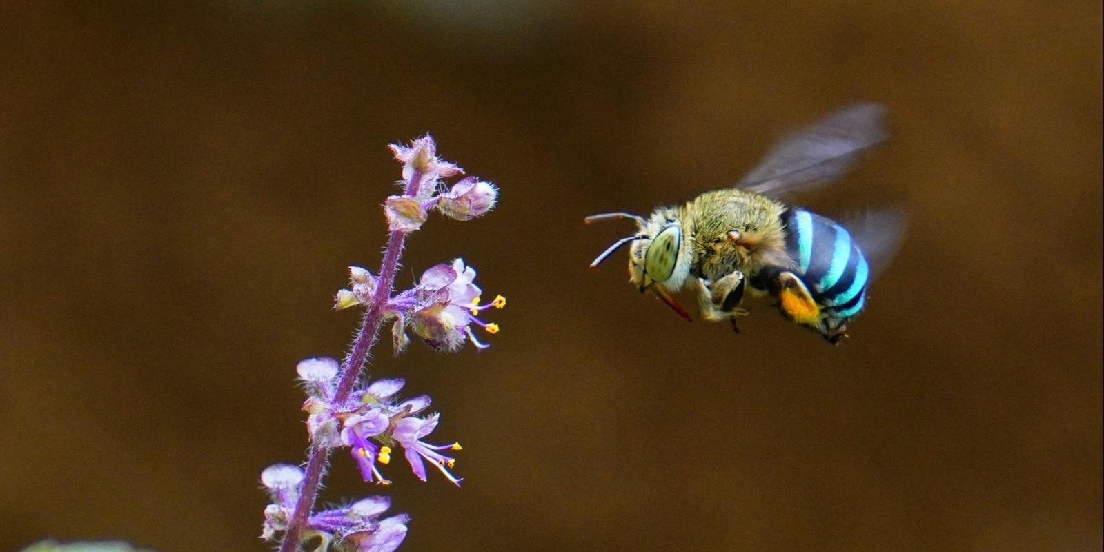 Banner image for Creating habitat for pollinators