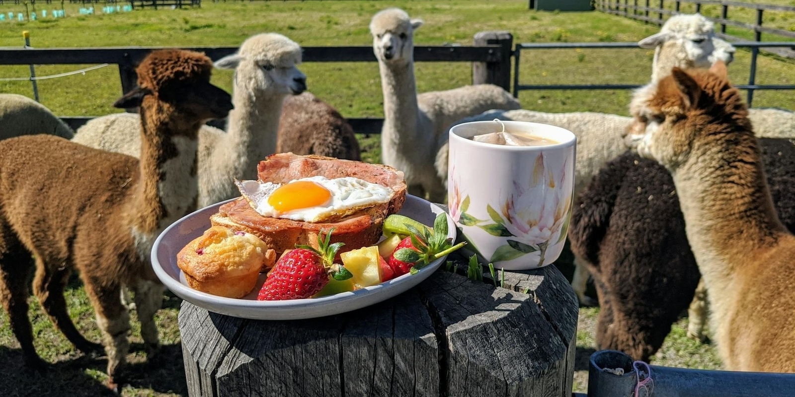 Banner image for The Sydney Alpaca Picnic