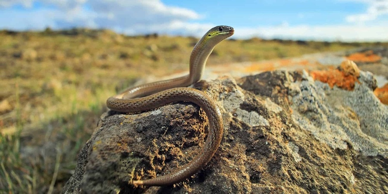 Banner image for The Striped Legless Lizard – A Short History? + GPN Meeting