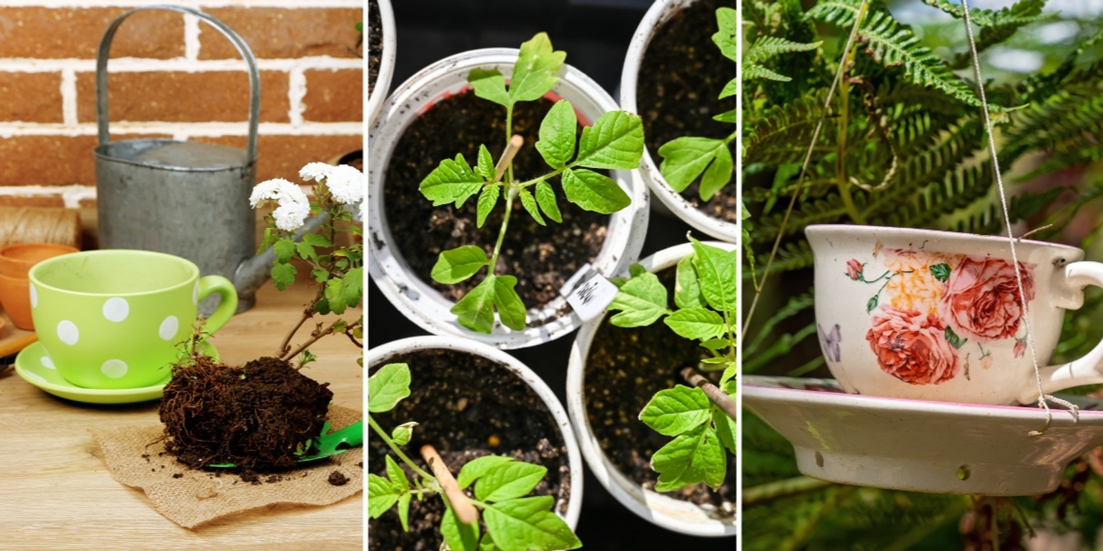 Banner image for Garden in a Mug - Roseworthy Soldiers Memorial Hall