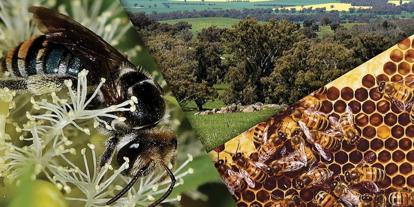 Banner image for Powerful Pollinators #2
