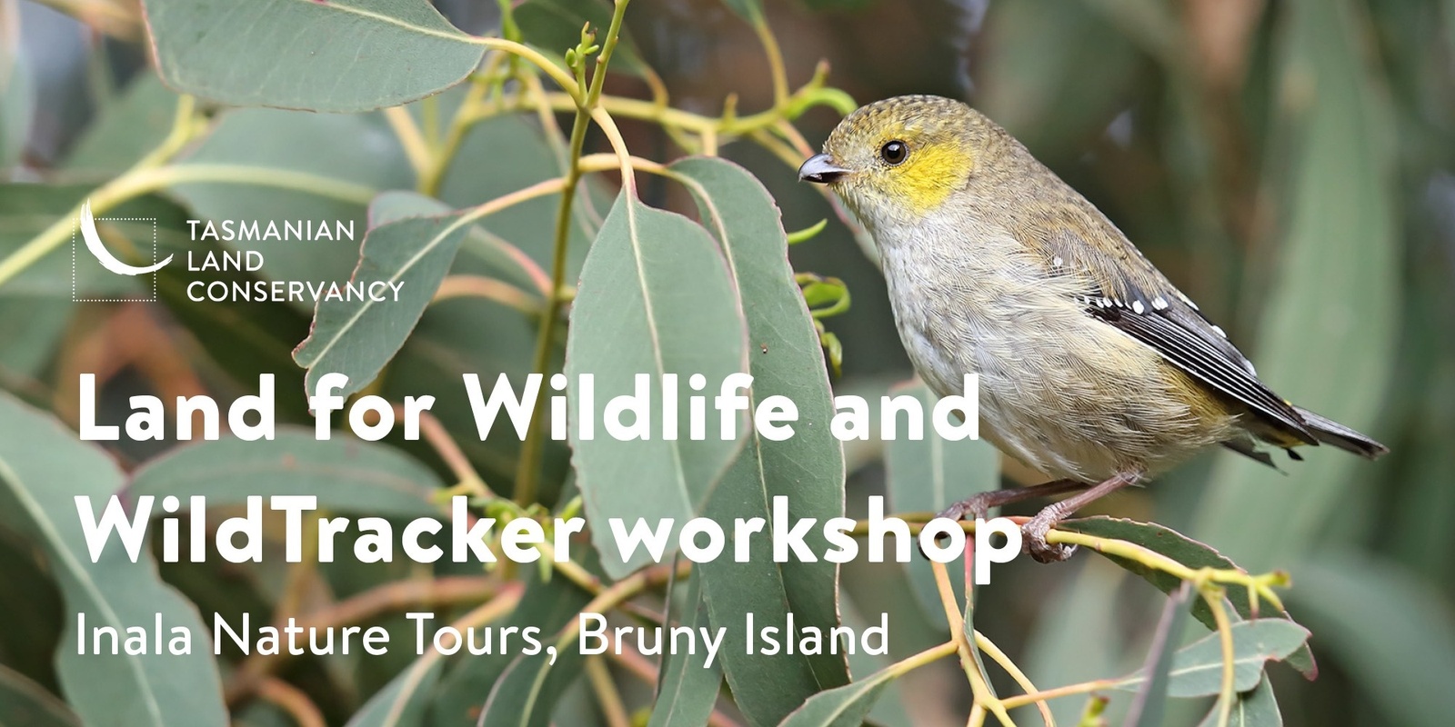 Banner image for Bruny Island Bird Adventure 2023