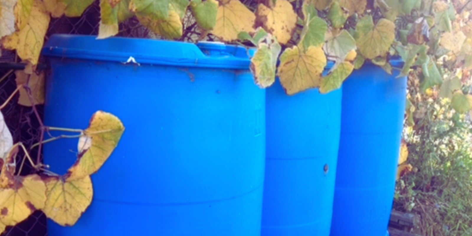 Banner image for Introduction to Rainwater Harvesting with Laurie Dee - online video
