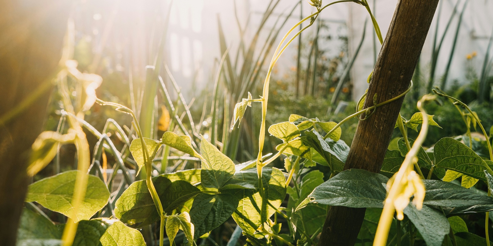 Permaculture in New Zealand's banner