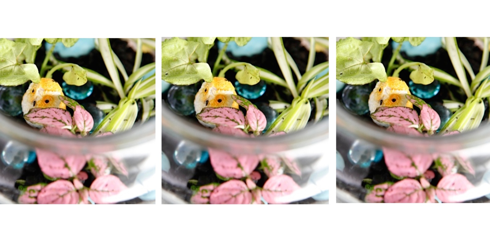 Banner image for Kids' Terrarium (ages 7 -12) with Pip & Rose Design January