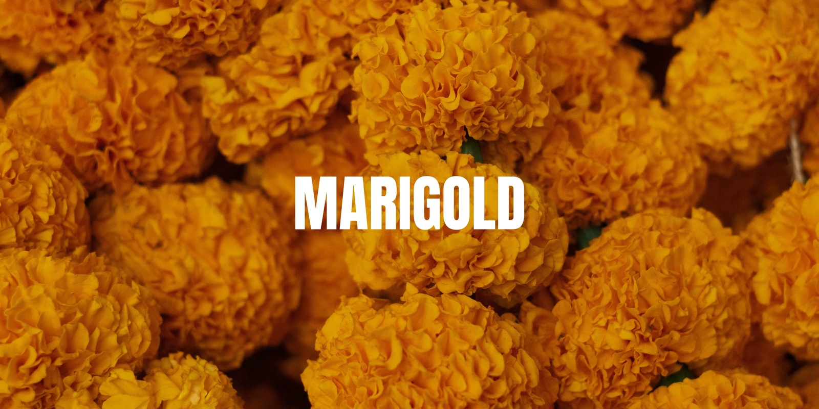 Banner image for MARIGOLD