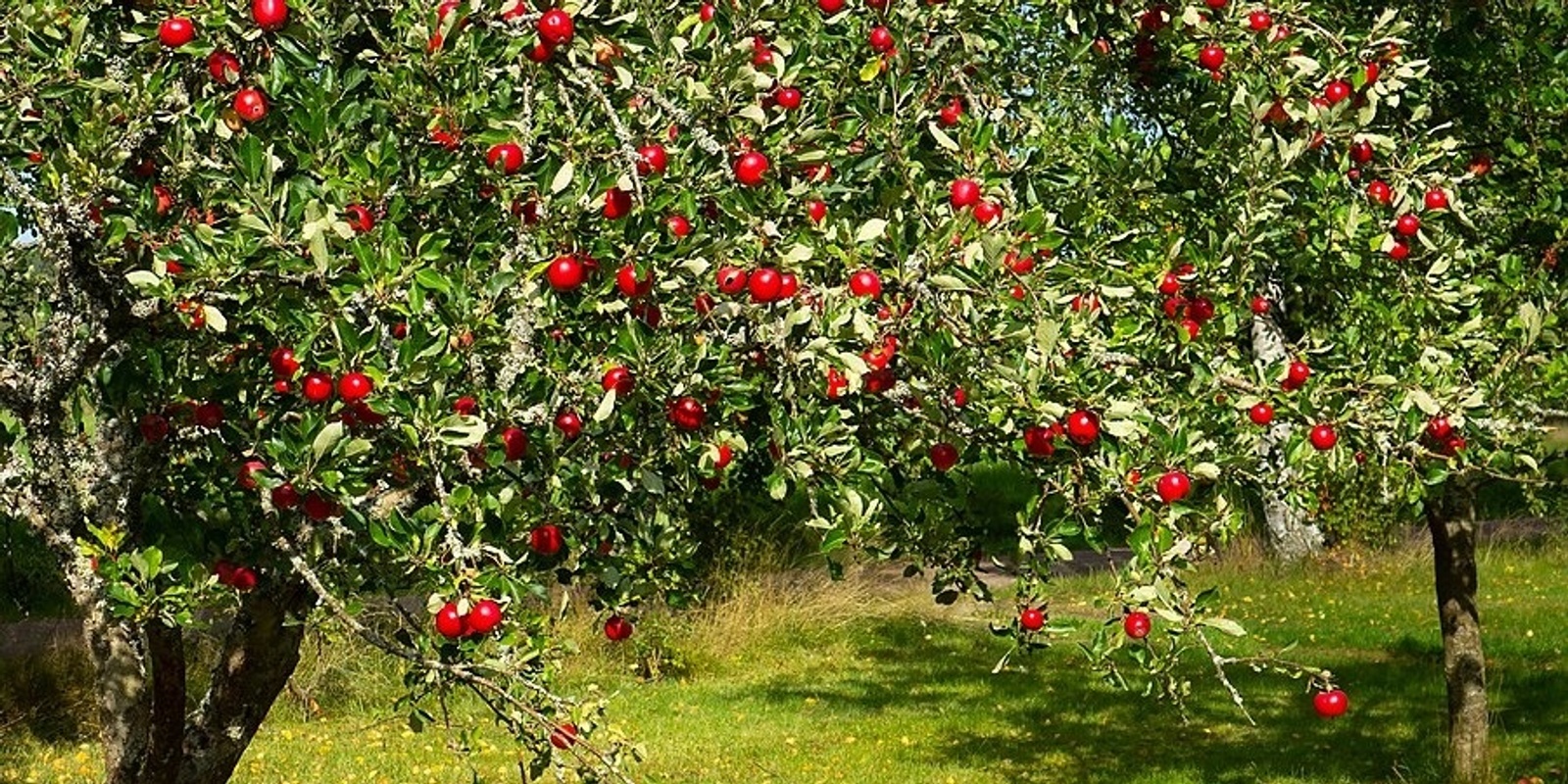 Banner image for Fruit Trees for Wollondilly