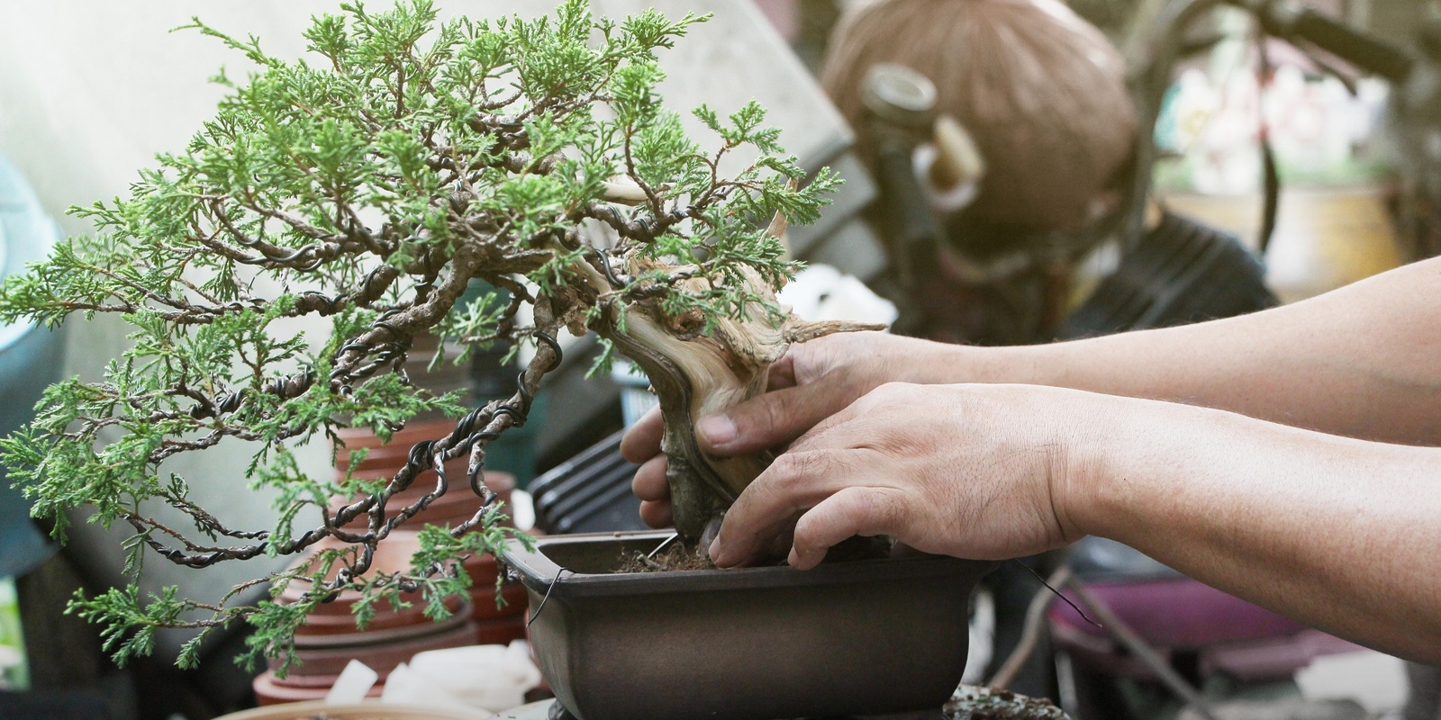 Banner image for Bonsai Workshop