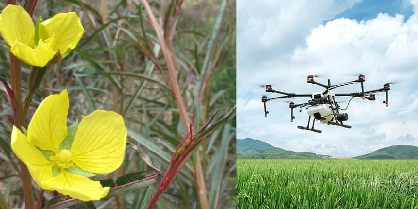 Banner image for Environmental and Agricultural Drone Use / Controlling Long-Leaf Willow Primrose 