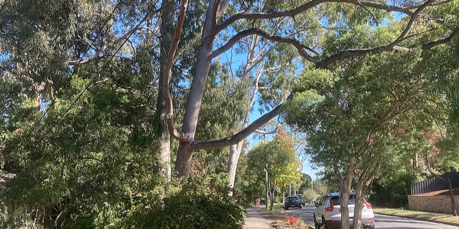 Banner image for Save Our Canopy Trees