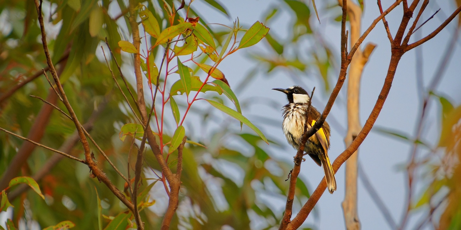 Banner image for Creating wildlife friendly gardens