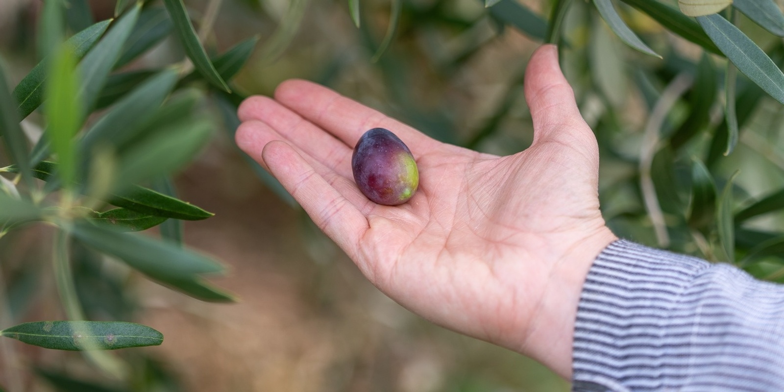Banner image for Olive picking and preserving