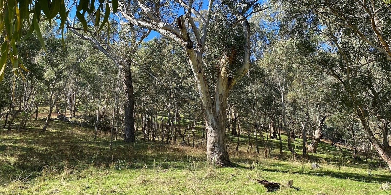 Banner image for Inspiring Wise Management of Box Gum Grassy Woodlands - Field Day 