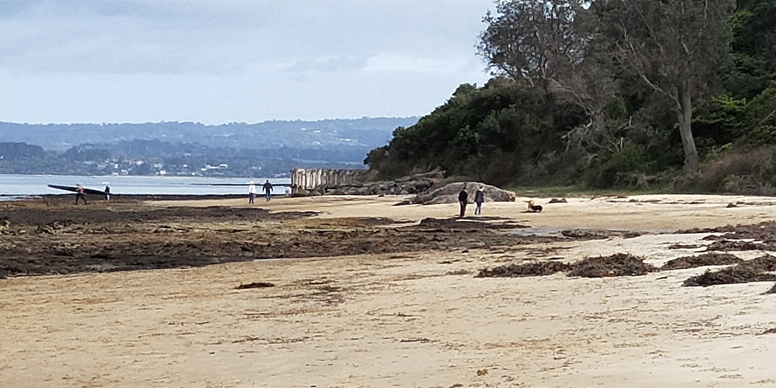 Banner image for  Flinders Beach Walk - Grade 2 (Easy)