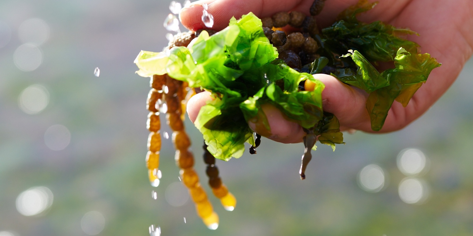 Banner image for Seaside Edibles Foraging Workshop 