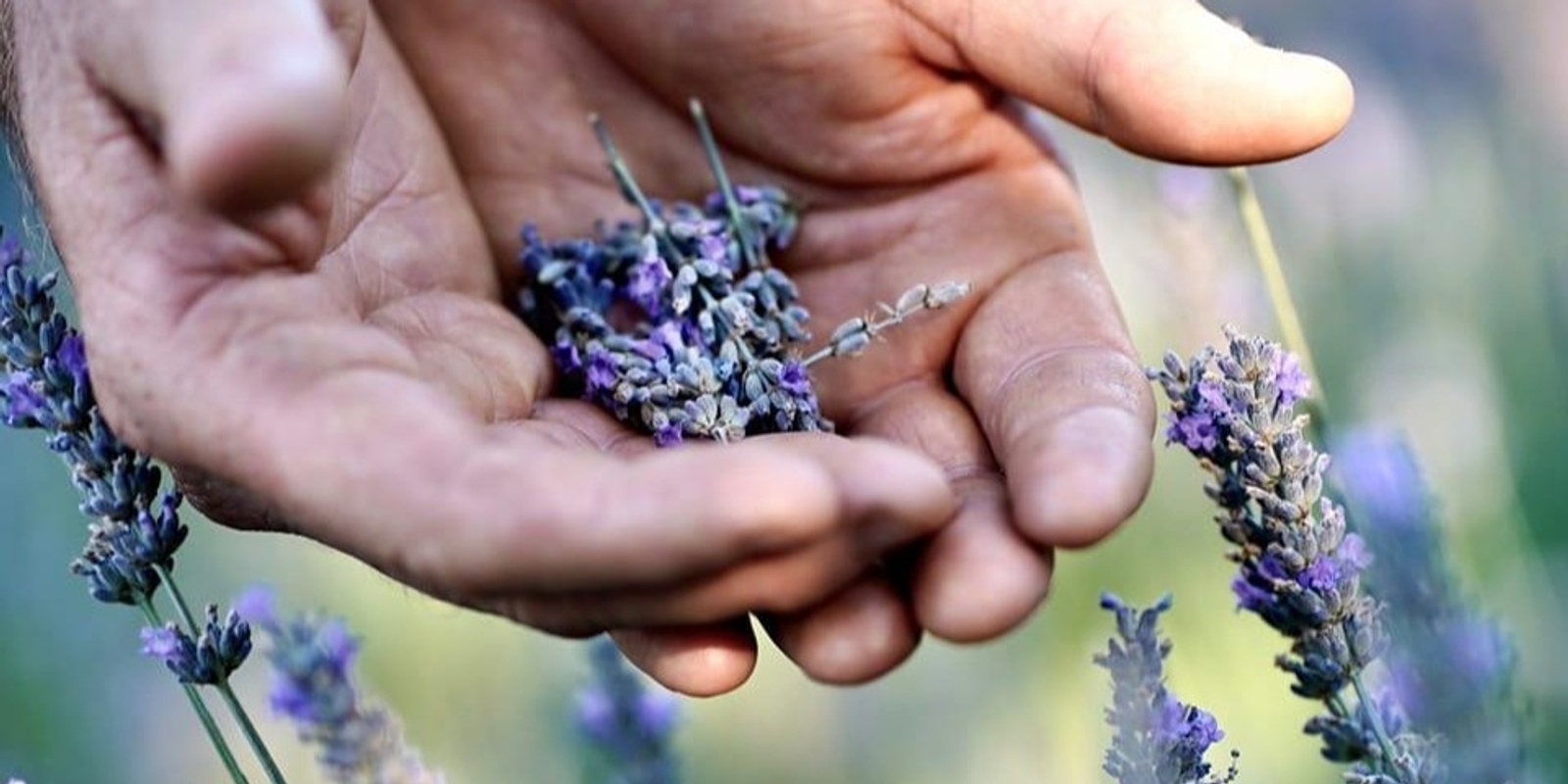 Banner image for Pottery and Sip in the Lavender Fields!