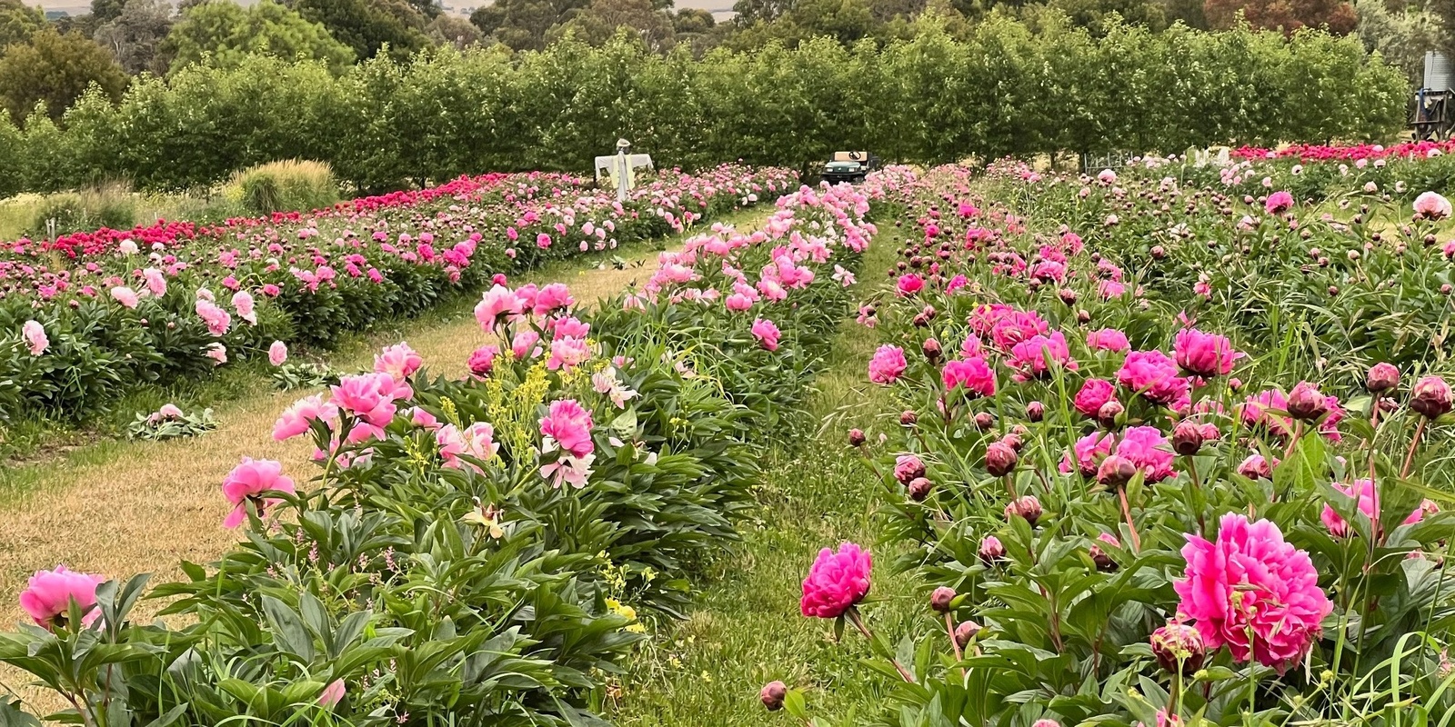 Banner image for Pop Up Peony 'Build a Bunch' and PYO