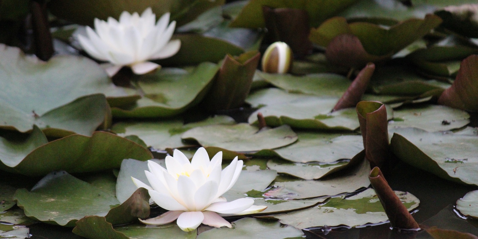 Banner image for Crystal Bowl Sound Healing & Guided Meditation