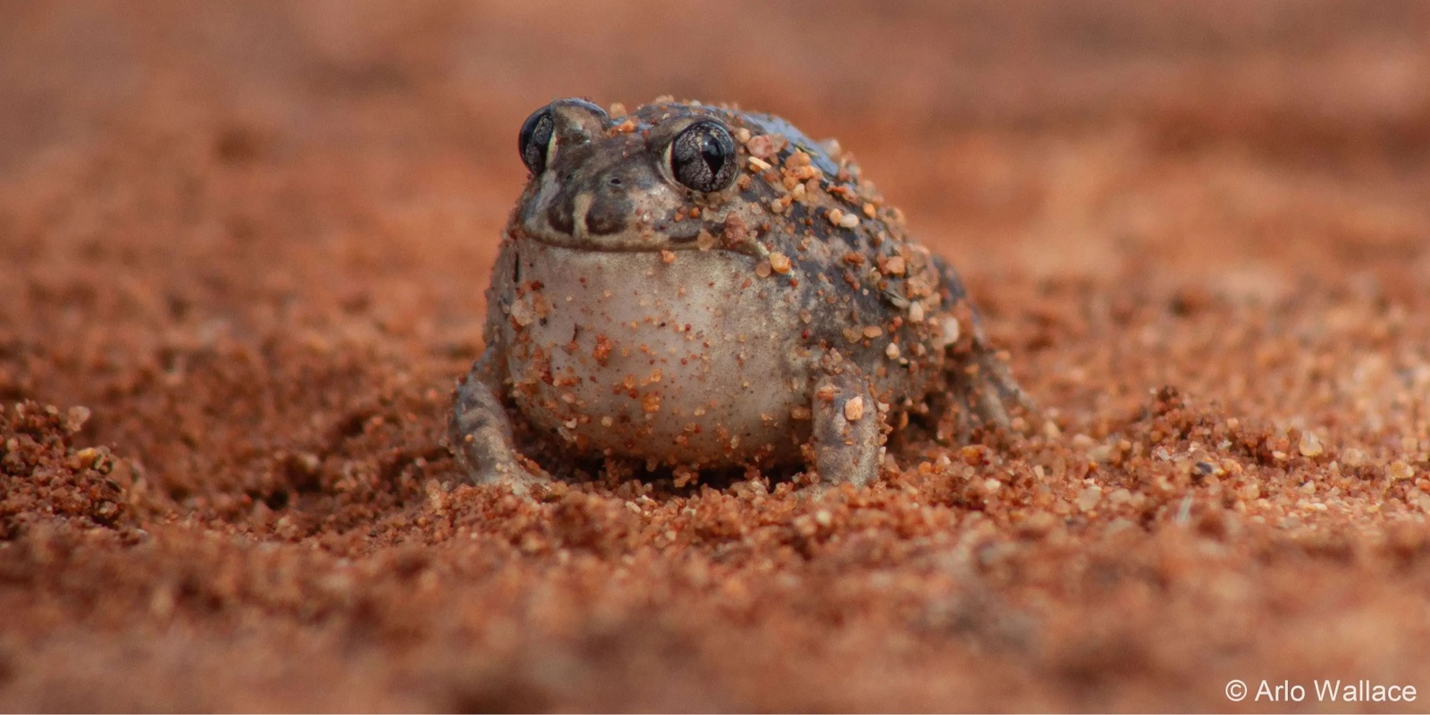 Banner image for October school holiday program | Kids nature photography workshop