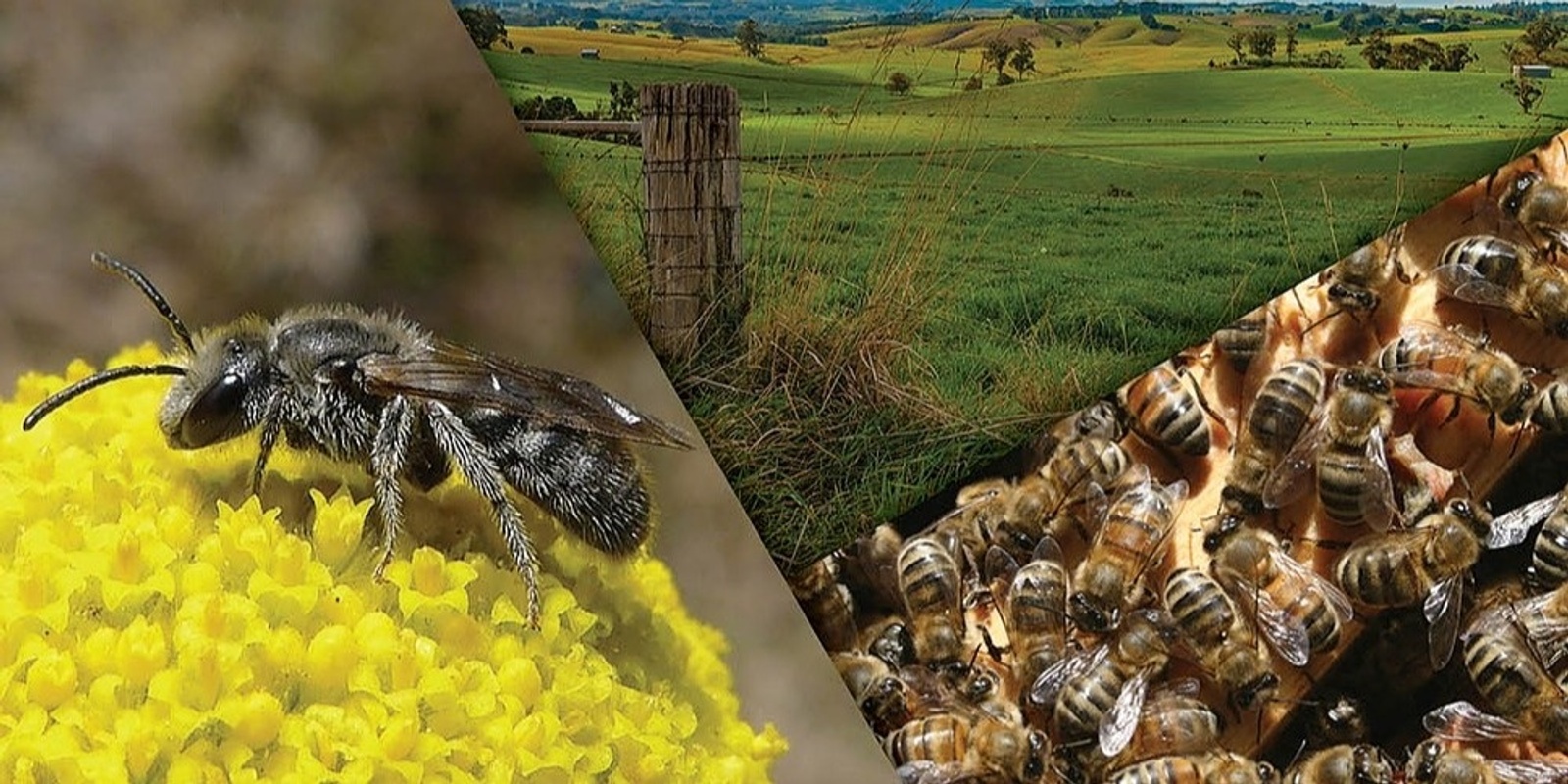 Banner image for Powerful Pollinators - West Gippsland and Westernport Victoria