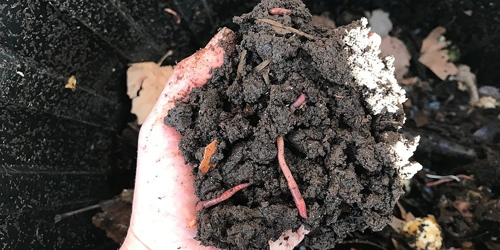 Create Healthy Soil with Compost