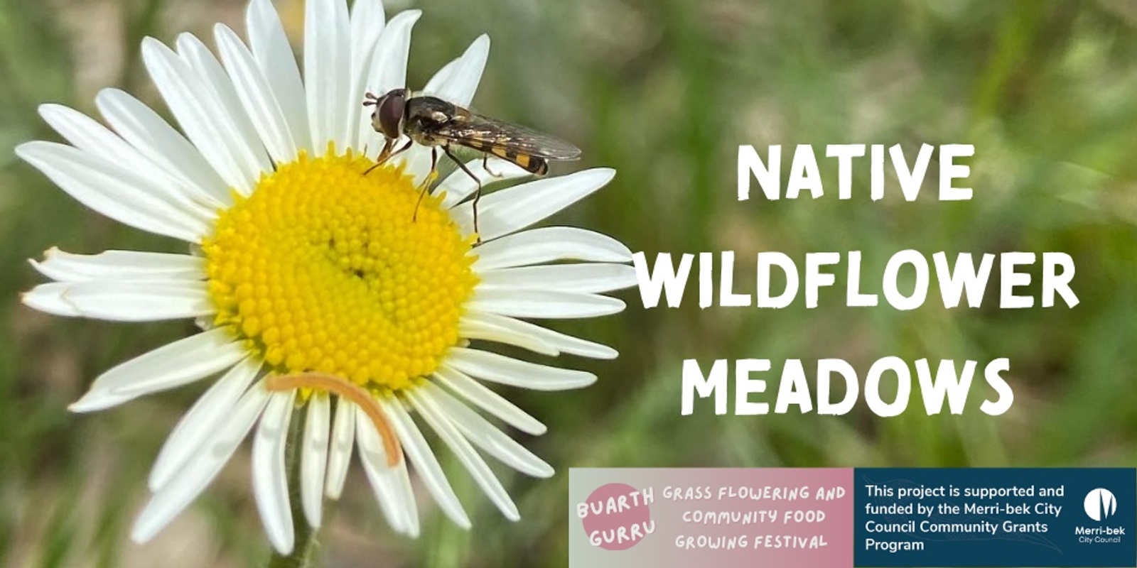 Banner image for  Native wildflower meadows with Katherine Horsfall