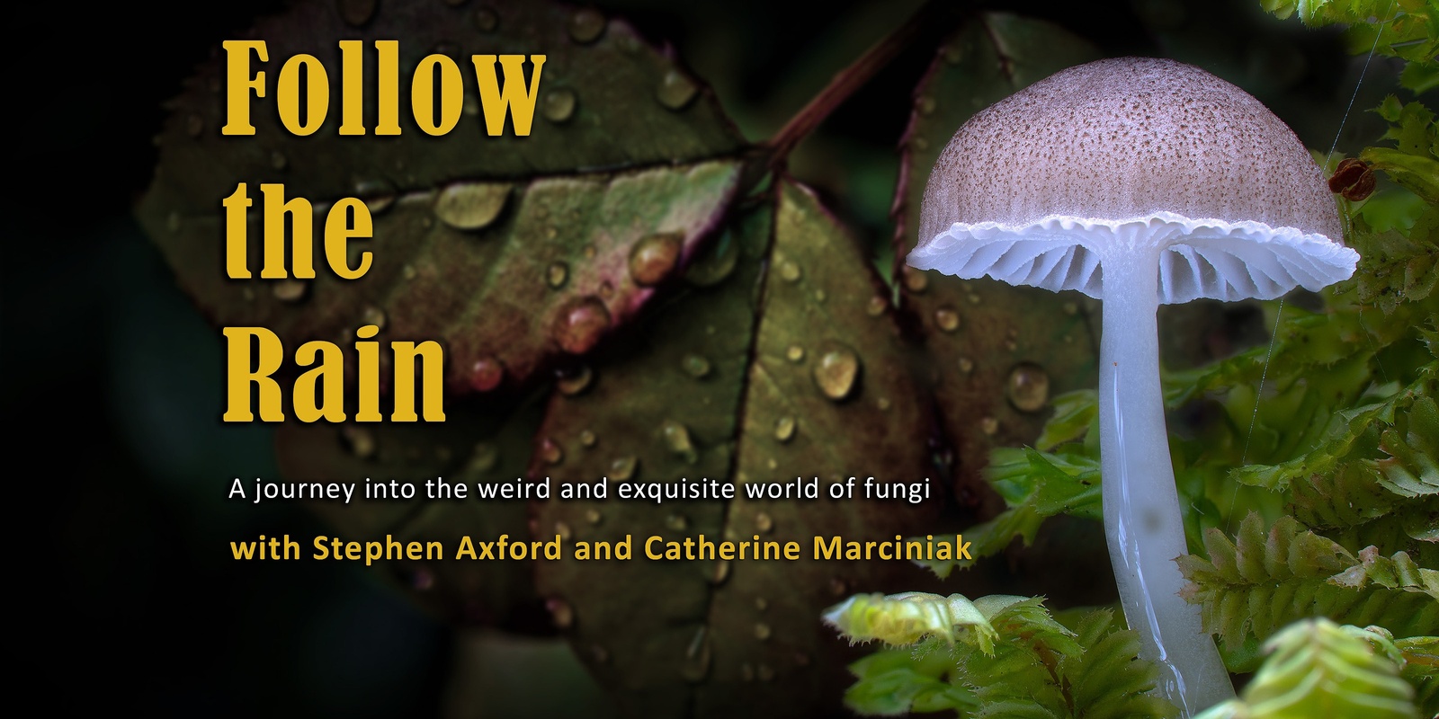 Banner image for Follow the Rain - Feature Documentary about the Wonder of Fungi - QUEENSTOWN