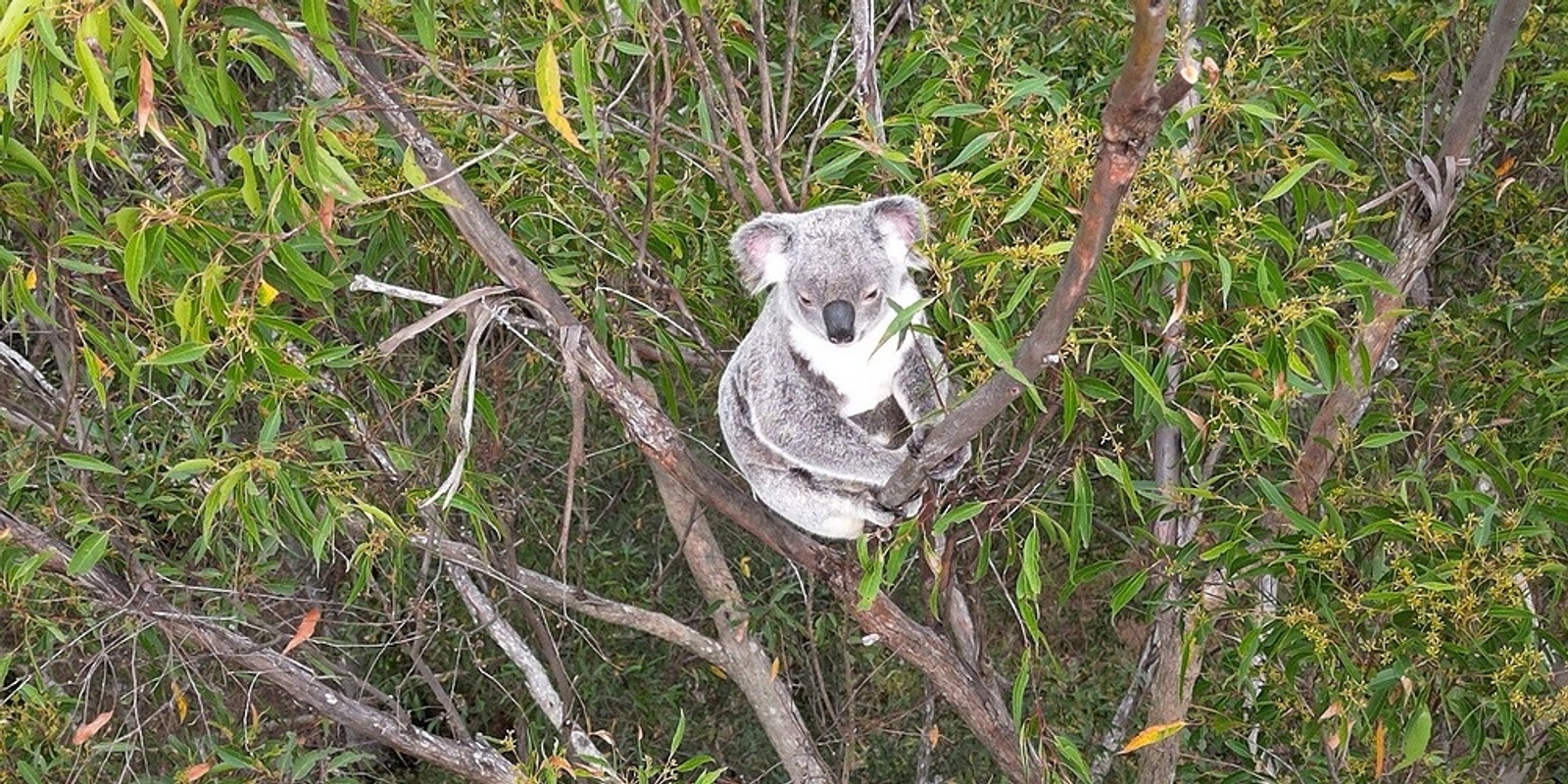 Banner image for Koala Community Planting Day