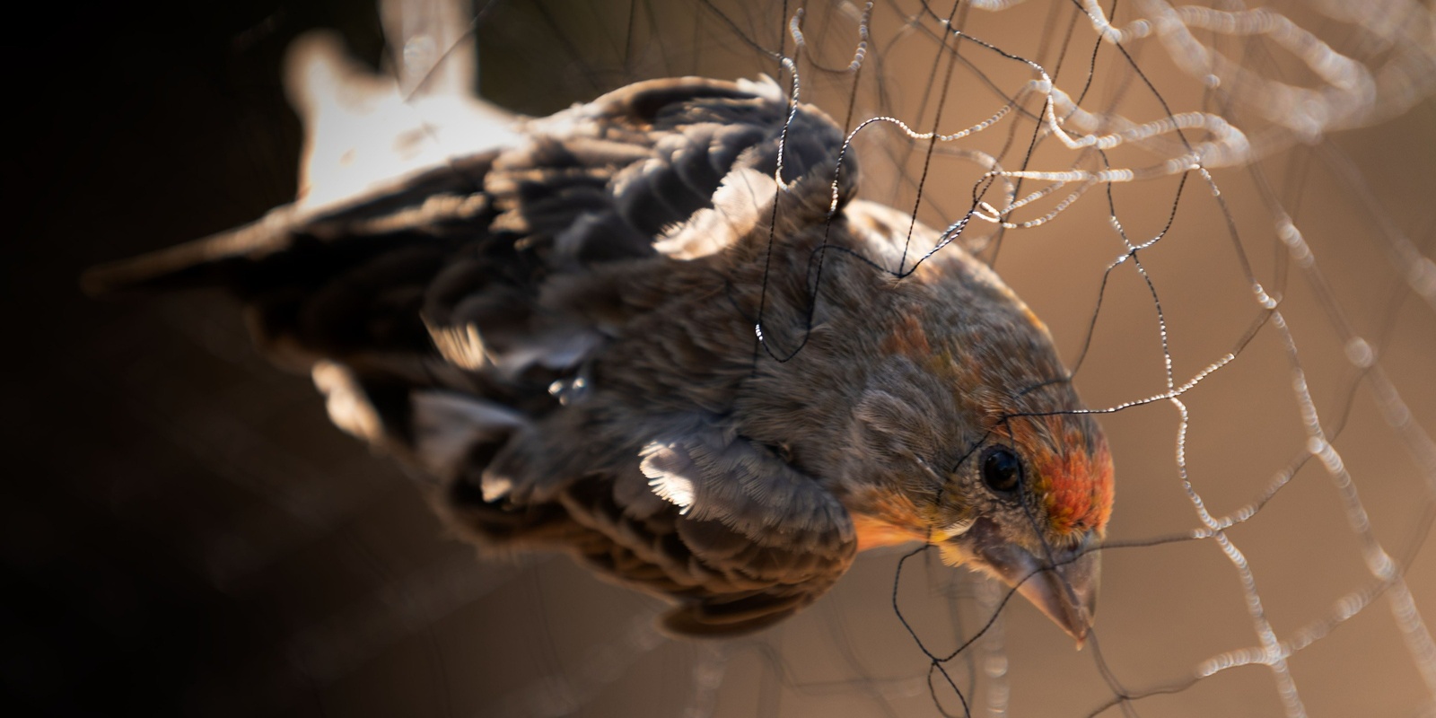 Banner image for Advanced Bird Banding: From Molt to MAPS