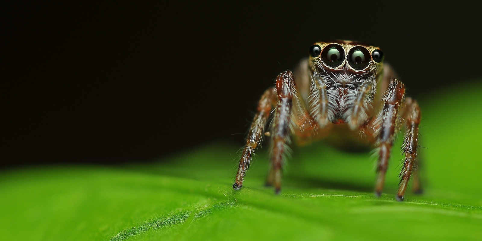 Banner image for Billabong Bioblitz: Kids Spider Walk (6.00pm - 6.30pm)