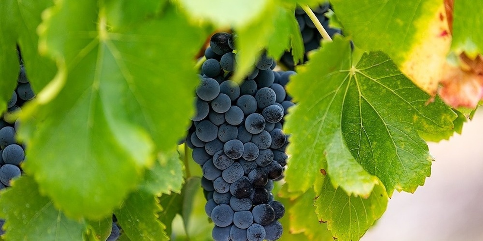 Banner image for Discover McLaren Vale Grenache [ONLINE]