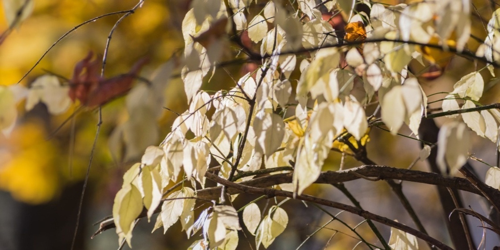 Banner image for Half-Day Sitting - November 9