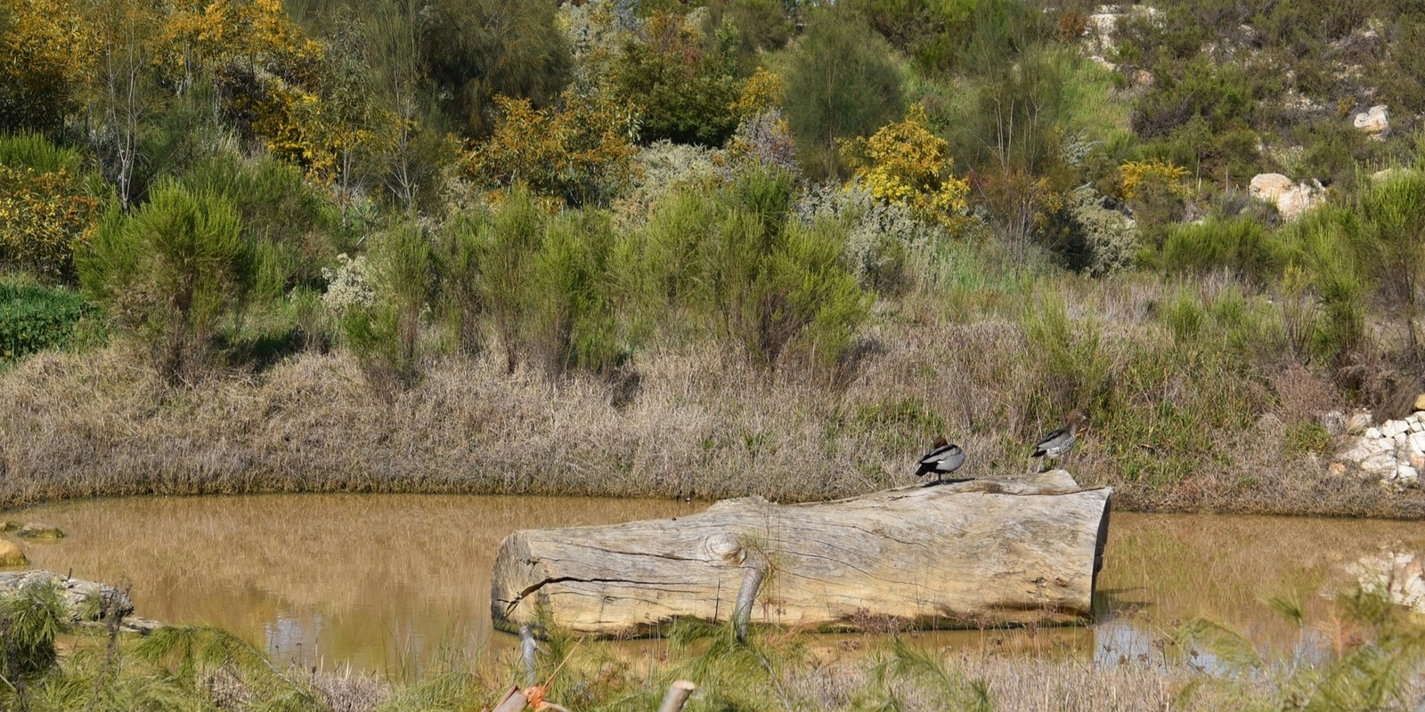 Banner image for Discover Riley Street Natural Reserve